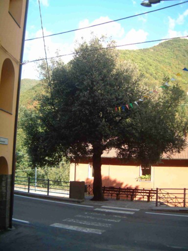  Image name: 10 leccio.jpg 
 width: 384 pixel 
 height: 512 pixel 
 Size: 60764 bytes 
 Click to enlarge 